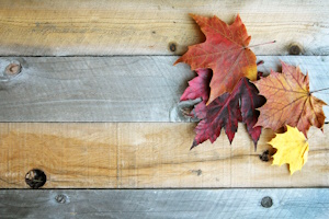 fall leaves on wood